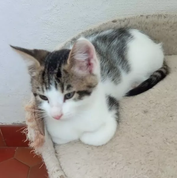 Tobias