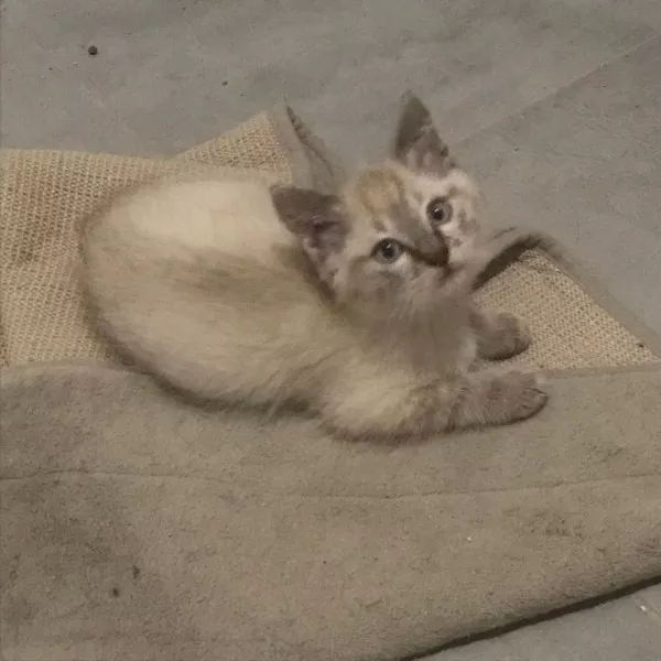Macchiato