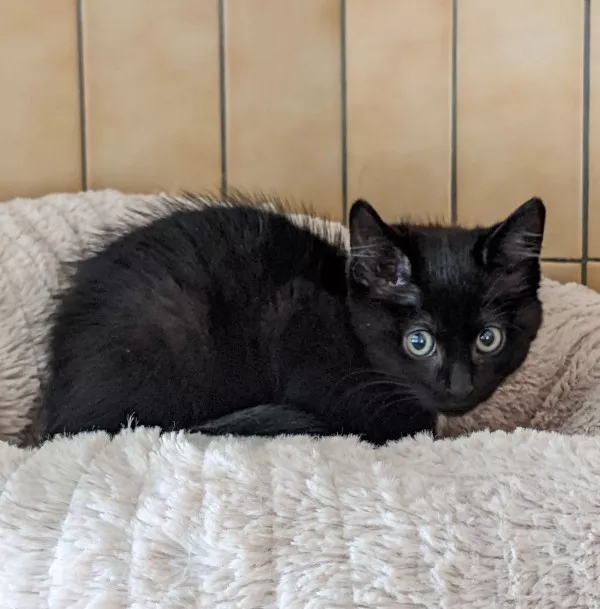 Tiwi