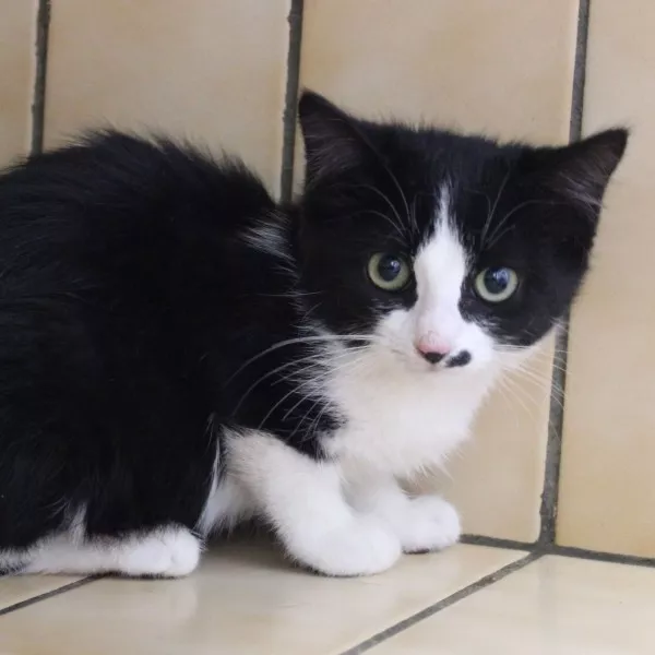 Vany - Nous Ne Prenons Plus De Demandes Pour Ce Chat