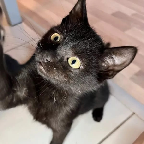 Marius