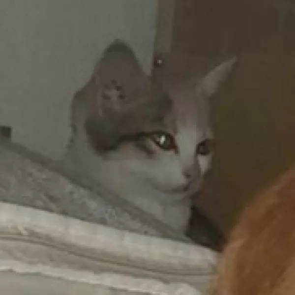 Vanille