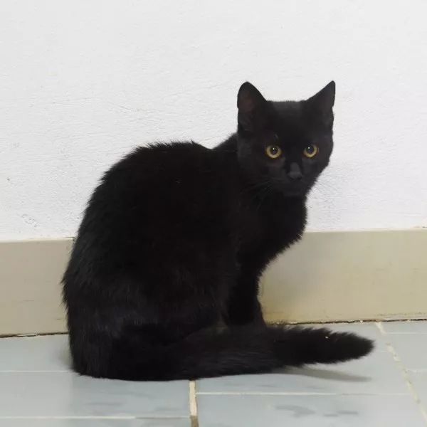 Toya