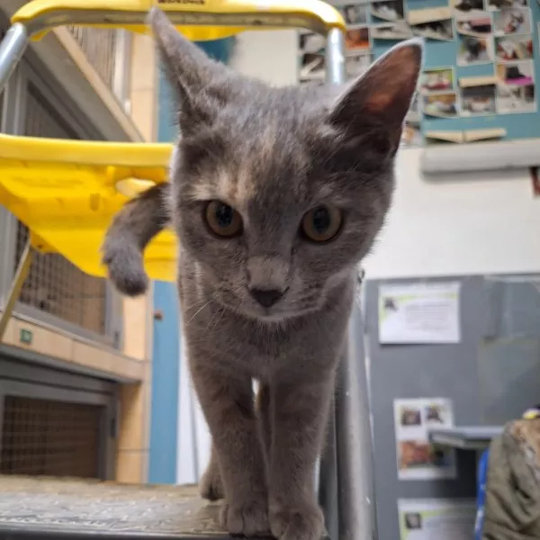 Nala