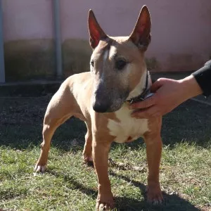 Ali