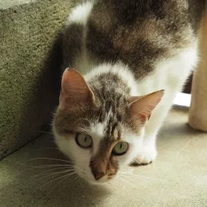Tiga