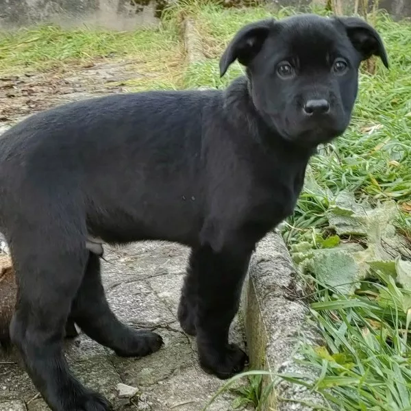 Togo