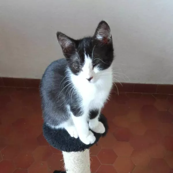 Gentiane