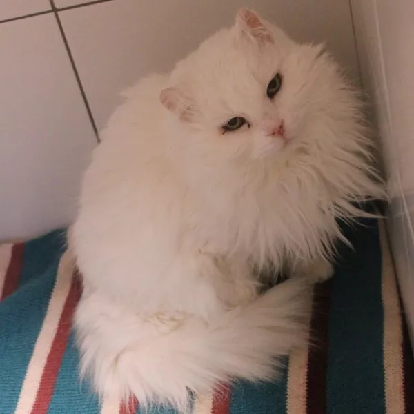 Plume
