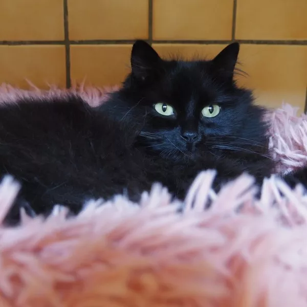 Princesse
