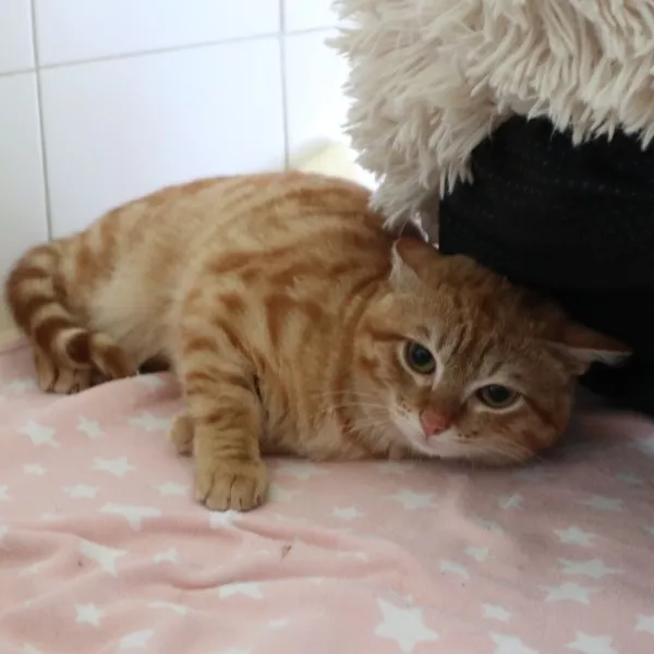 Flop