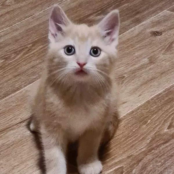 Abricot