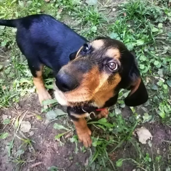 Francis