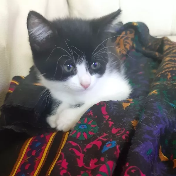 Zorro