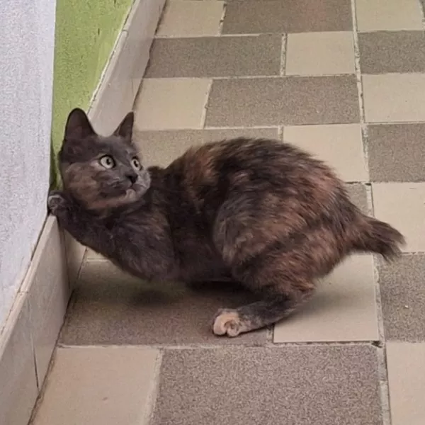Lili