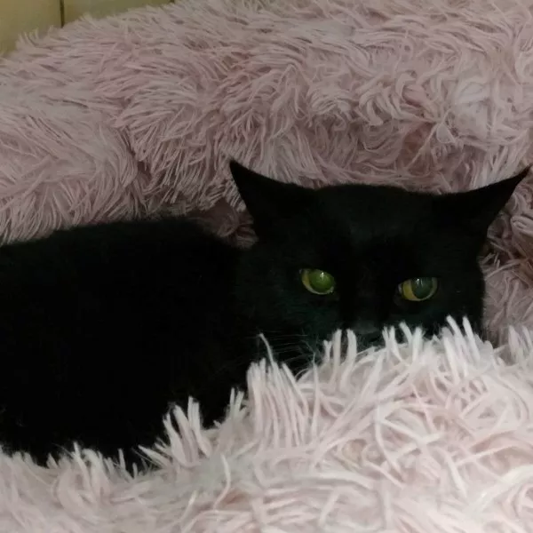 Merlin
