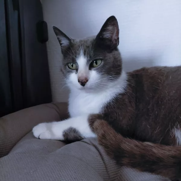 Minette
