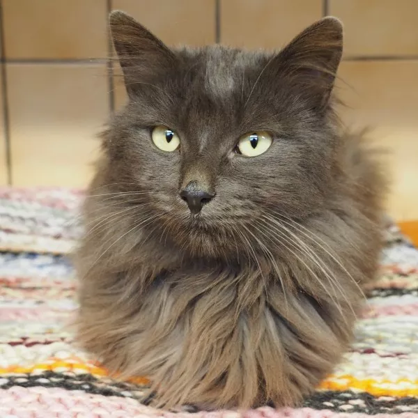 Molière