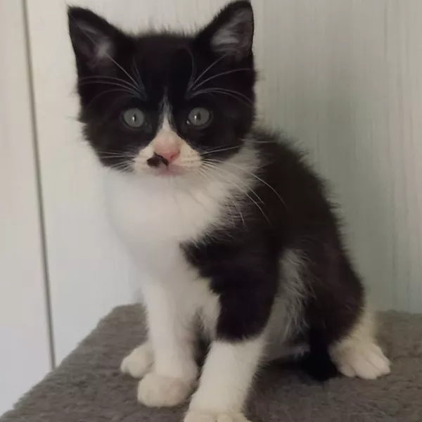 Coton