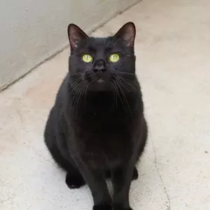 Djego