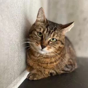 Minette