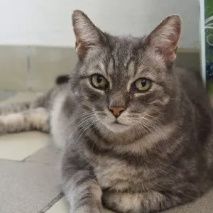 Miaou - Sos