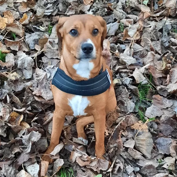 Pia