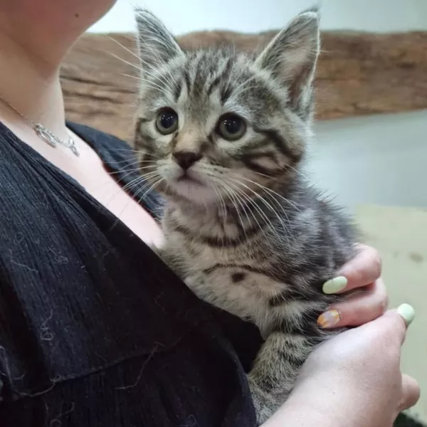 Loki