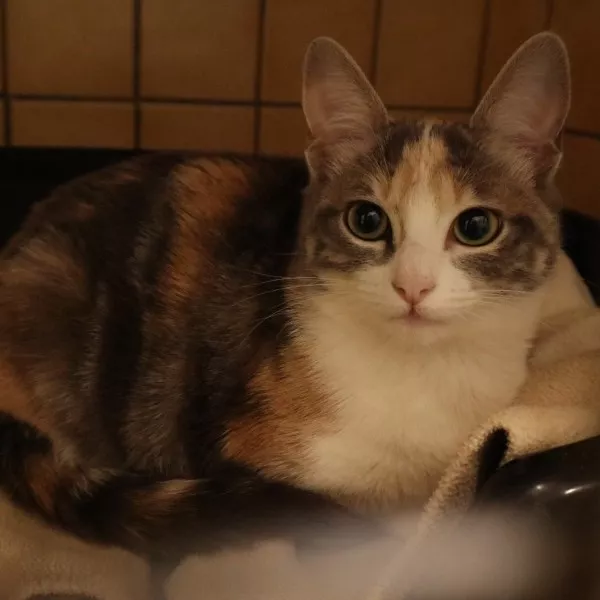 Olivia