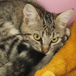Sawyer