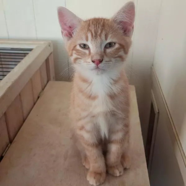 Abricot