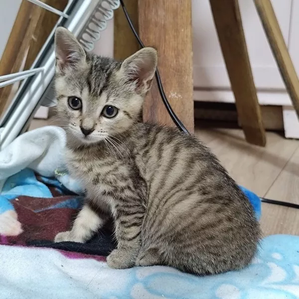 Praline