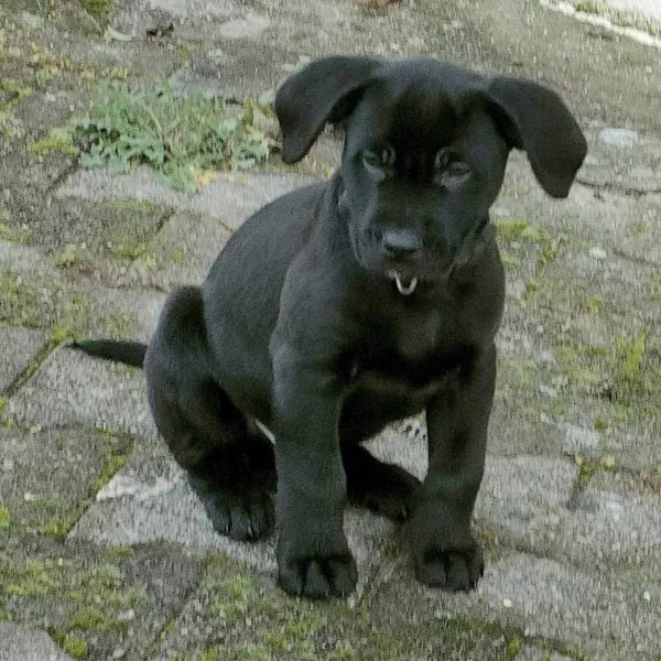 Toby