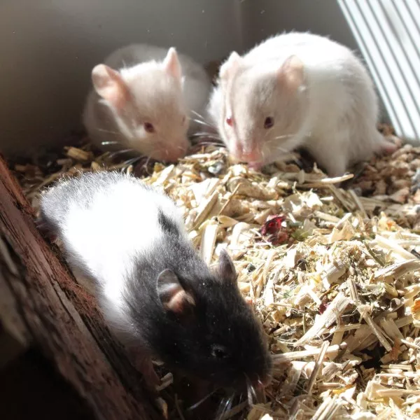 Tofu Et Diot