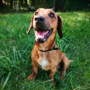 Scooby-Doo
