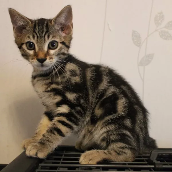 Usoa