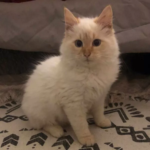 Pippin