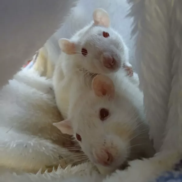 Rubis Et Bianca