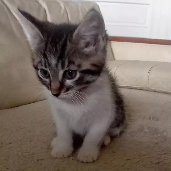 Lilou