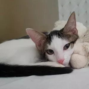 Guizmo