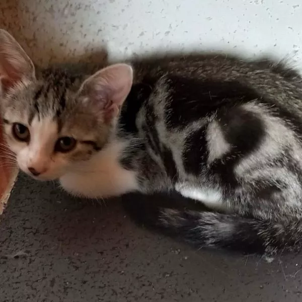 Pili
