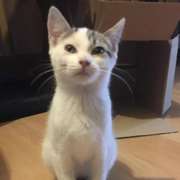 Scratchy