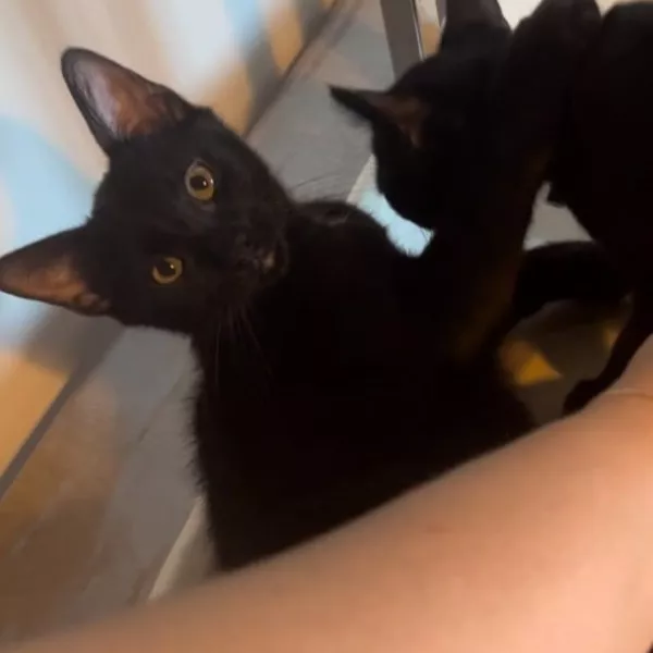 Berlioz