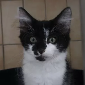 Bonnie