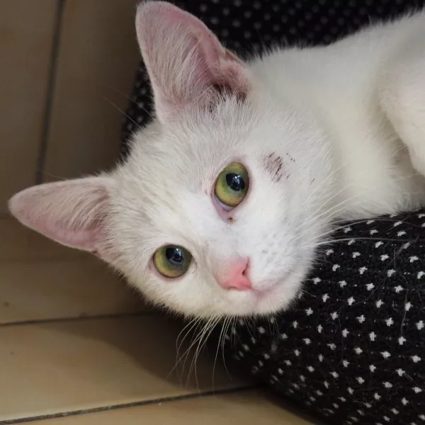 Cachou