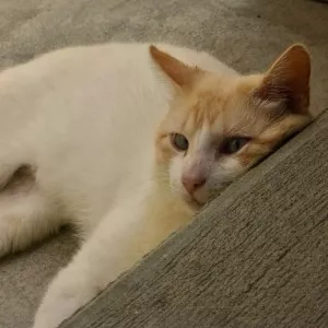 Bernard