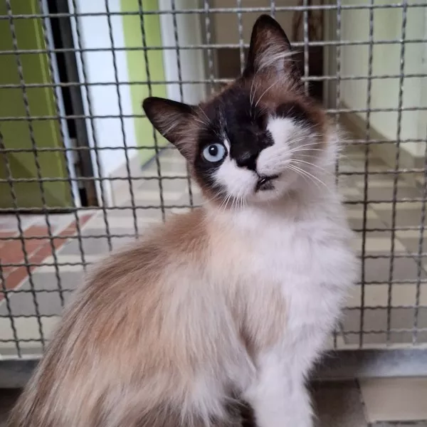 Minette
