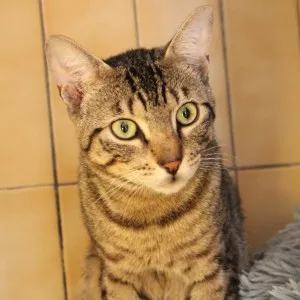 Wooki
