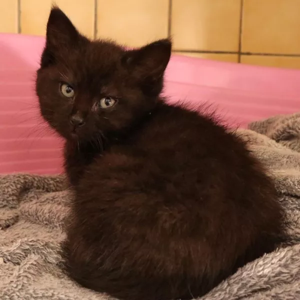 Berlioz