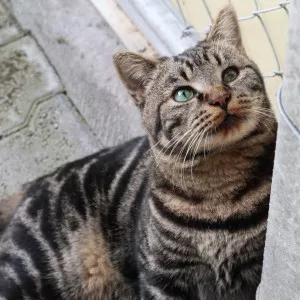 Oliver